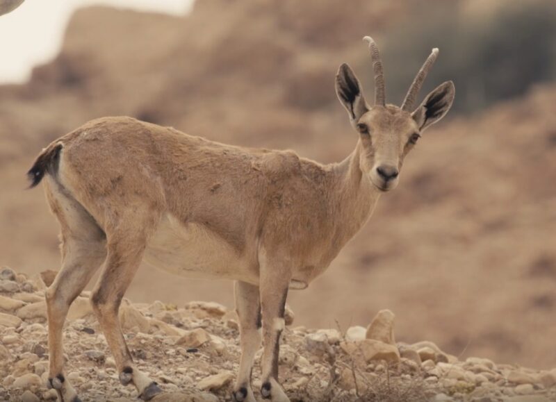 Gazelles of the Sahara