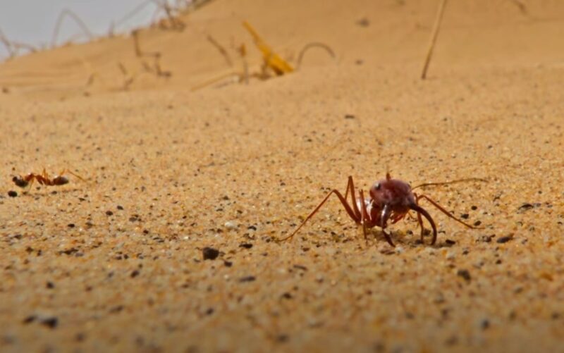 Saharan Silver Ant