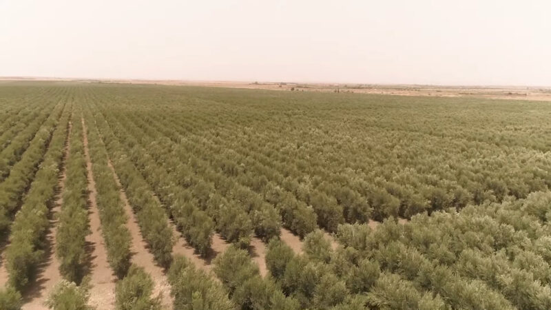 Saharan Olive Tree - plants in sahara