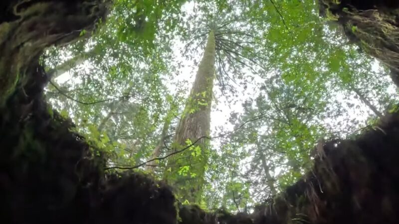 The Main Attraction of Yakushima - Jōmon Sugi Tree