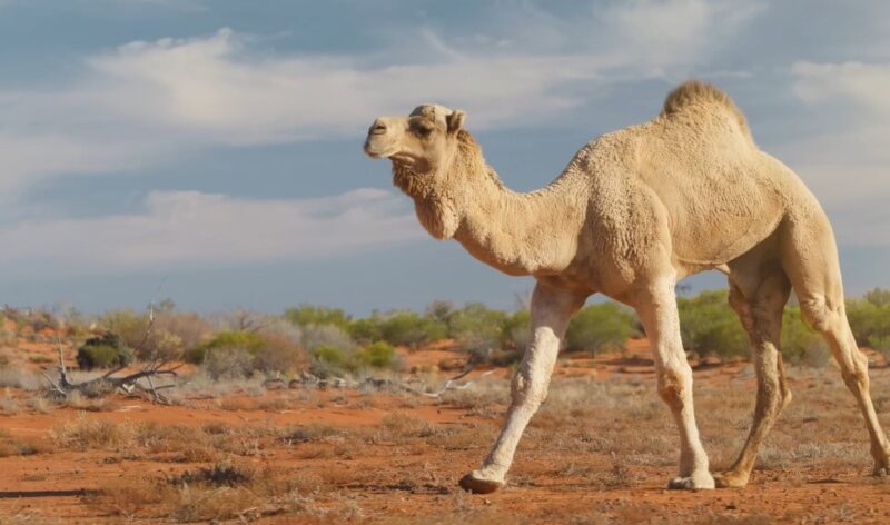 Average camel cost