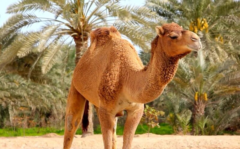 Average cost of a camel