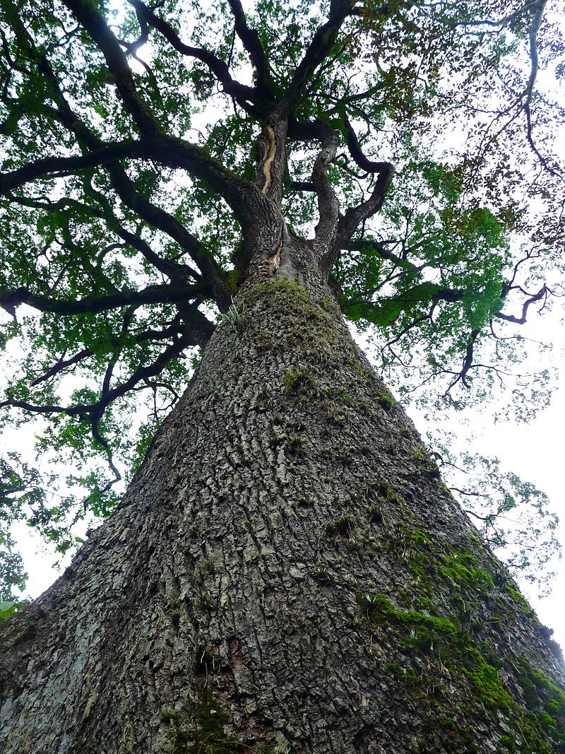 Brazil's Ancient Forest Giant - The Patriarca da Floresta