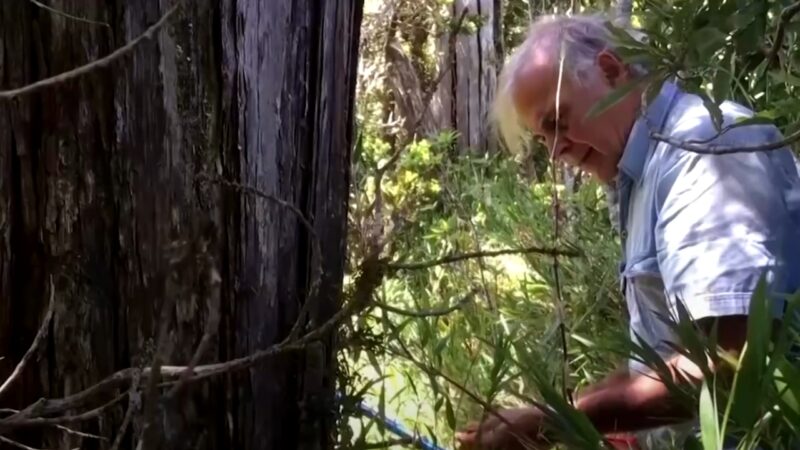 10 Oldest Trees in the World You Must Know About in 2025 - Afjrd
