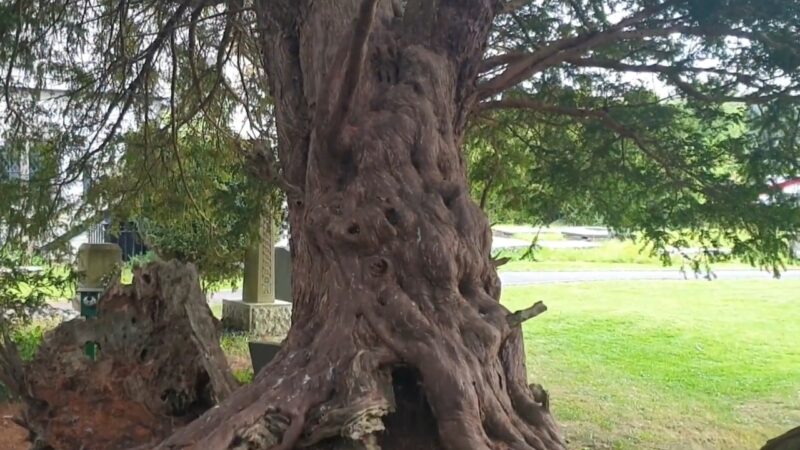 Llangernyw Yew Tree