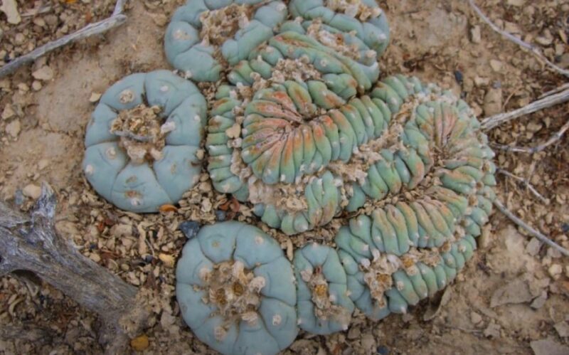 Rare desert plant species