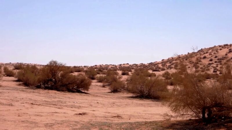 Saxaul Trees in Arabian Desert