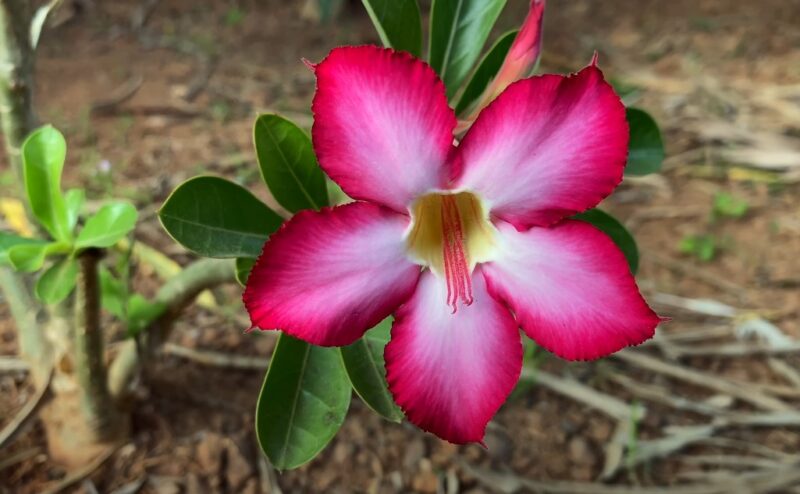 Unique desert flora