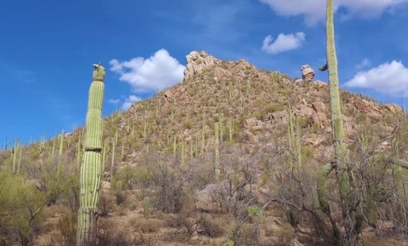 Unusual desert plants