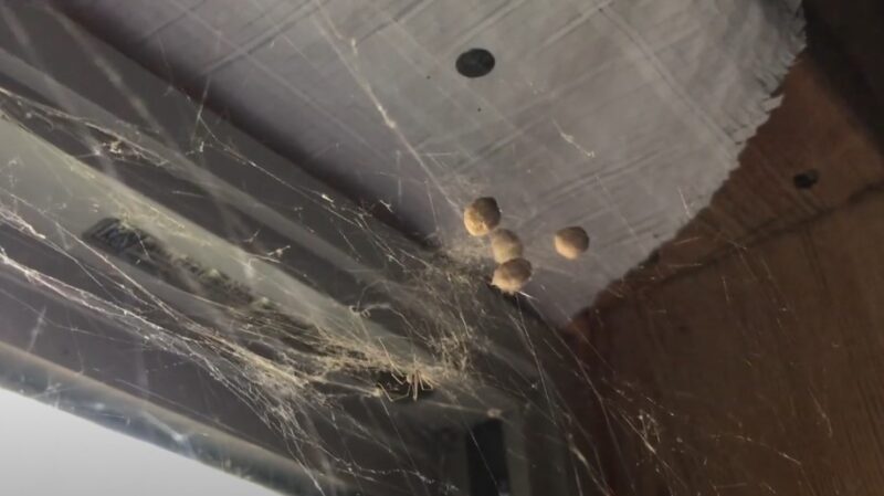 What spider eggs look like