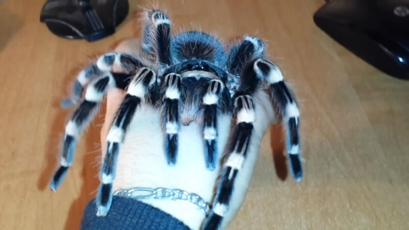 Brazilian Giant Tawny Red Tarantula