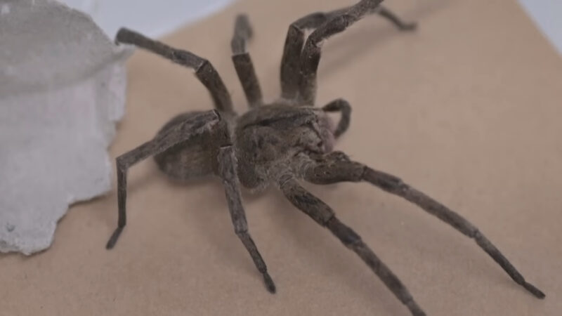 Brazilian Wandering Spider