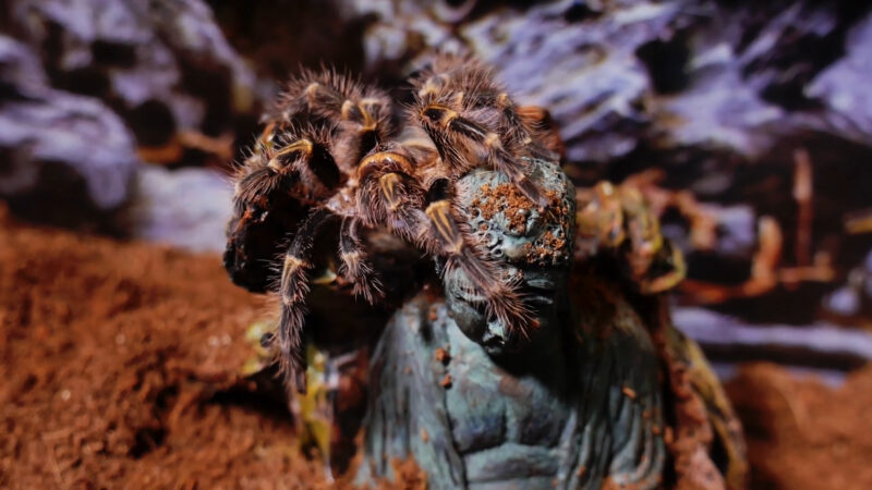 Chaco Golden-Knee Tarantula