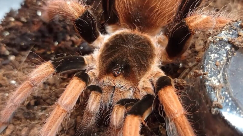 Colombian Giant Redleg Tarantula - biggest spiders in the world