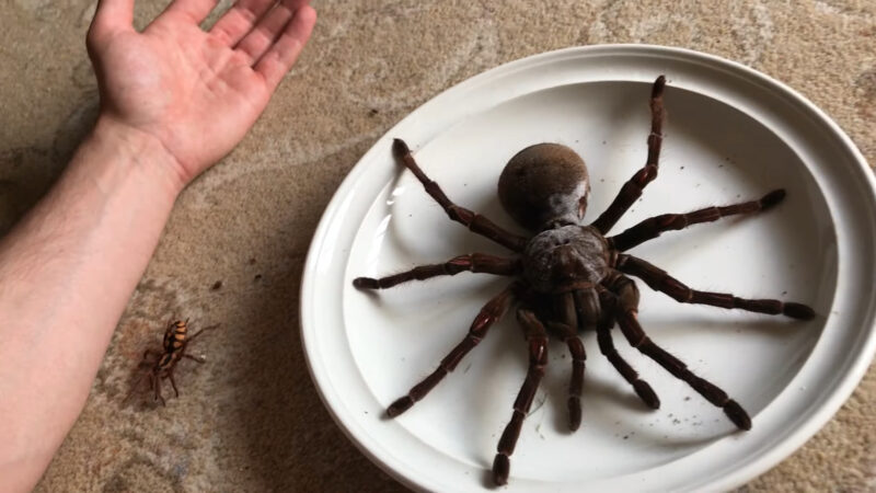 Goliath Birdeater - Biggest spider in the world