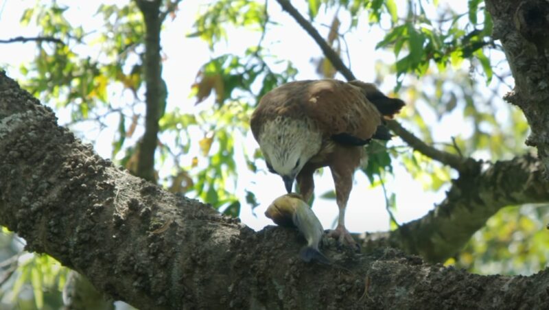 Hawk and Falcon Diet