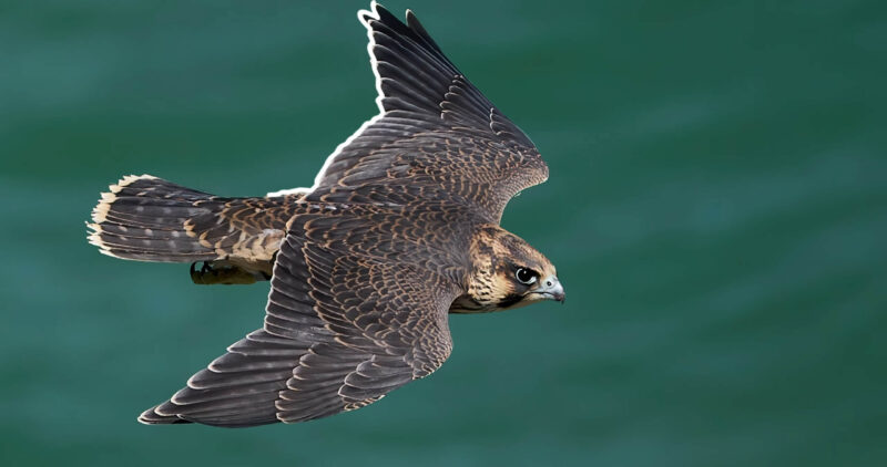 Peregrine Falcon Wings