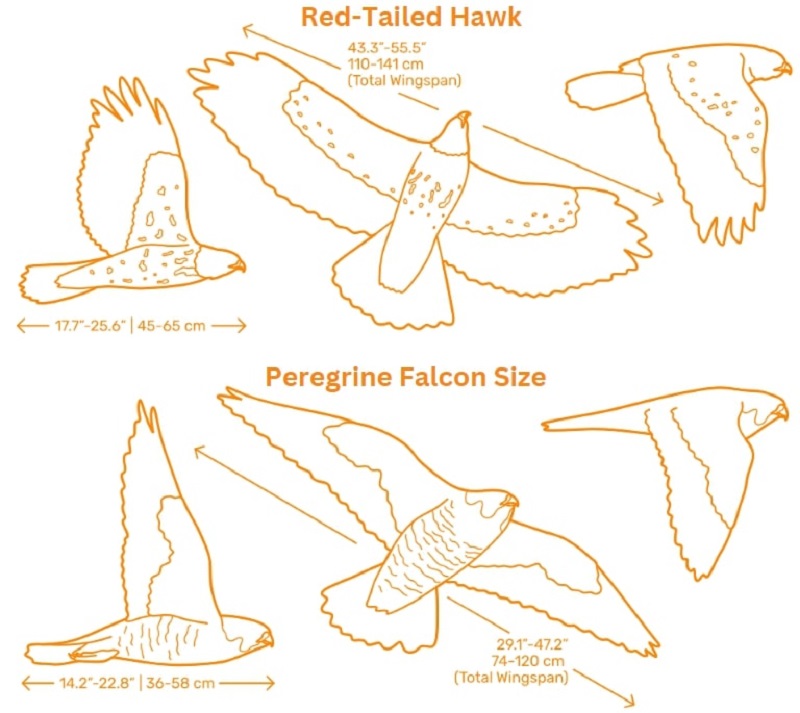 Peregrine Falcon vs Tailed Hawk Size Differences