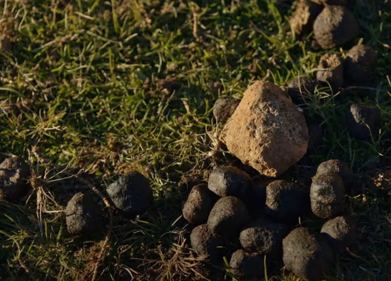 The cube-shaped poop of wombats