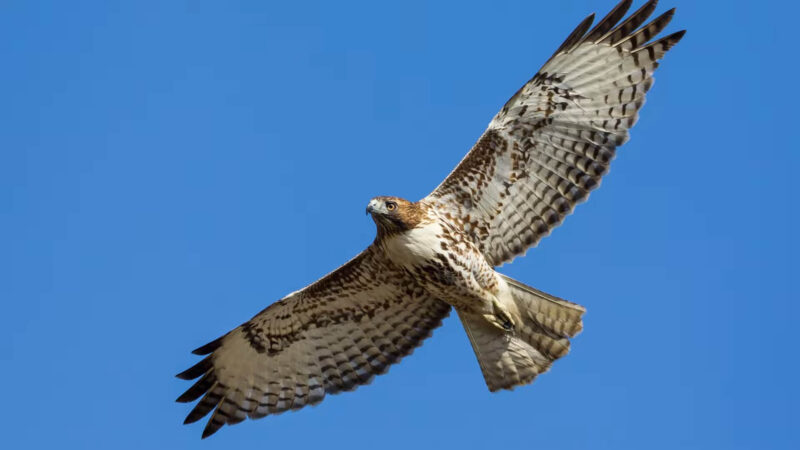 Red Tailed Hawk Habitat Preferences