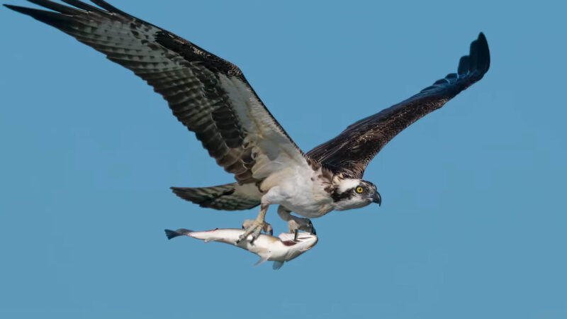 Sea Hawk in Hunting