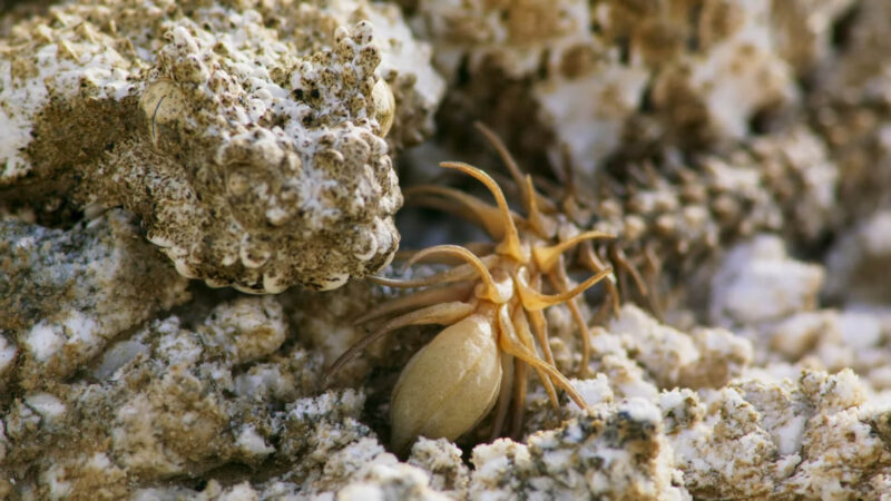 Spider-Tailed Horned Viper Camouflage