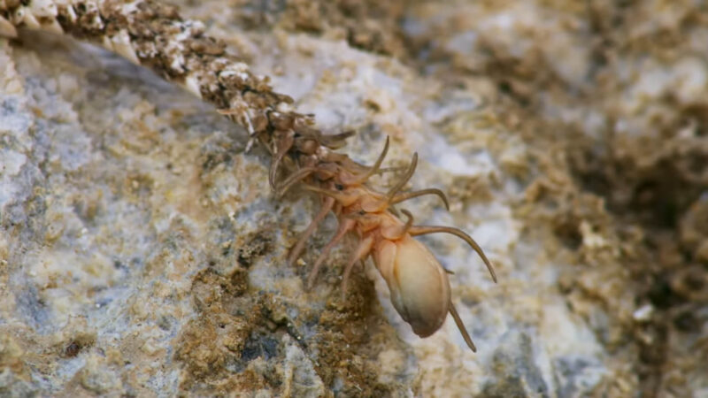 Spider on a Horned Viper Tail