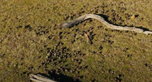 Why Is Wombat Poop Square? The Science Behind Explained - Afjrd
