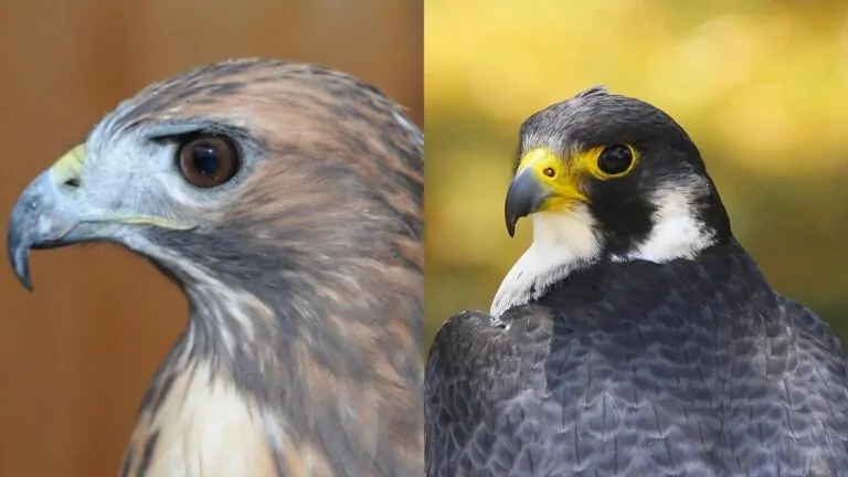 Hawk vs. Falcon - 10 Key Differences Between These Birds of Prey ...