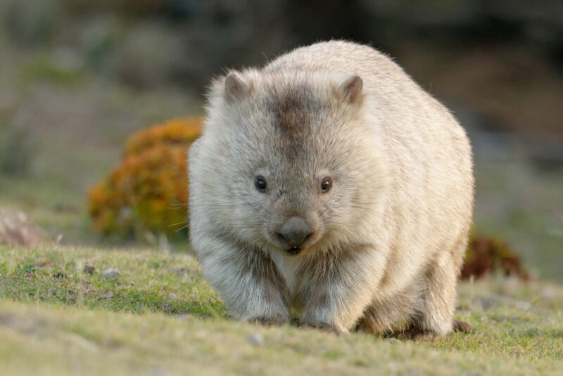 Why wombat poop is square