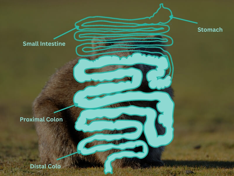 Wombat Intestine Structure