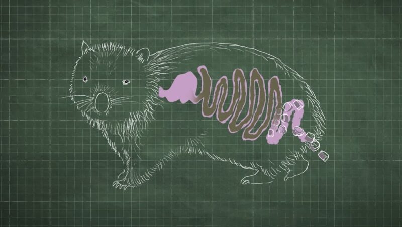 Why Is Wombat Poop Square? The Science Behind Explained - Afjrd