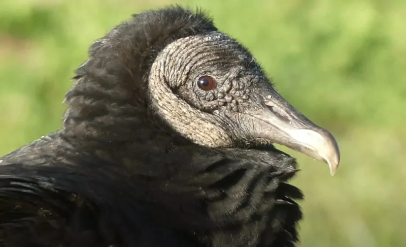 Close up photo of black vulture