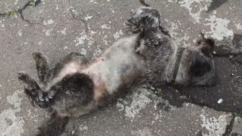 A Scruffy Dog Rolling on Its Back on A Cracked Pavement