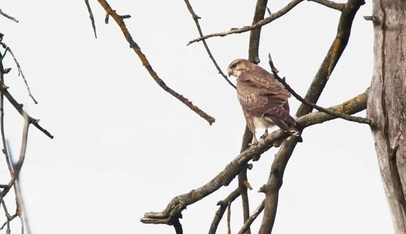 Buzzard on a tree branch