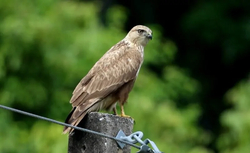 Buzzard on the branch with green trees in the background