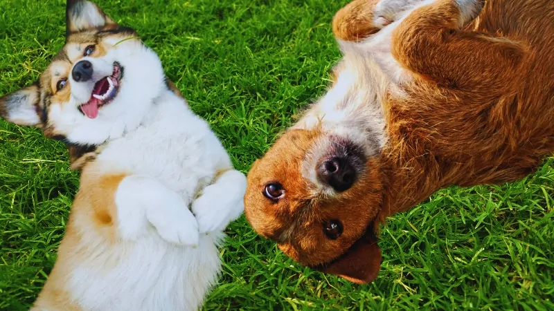 Two Dogs Lying Happily on The Grass, Capturing the Playful Essence of Why Dogs Love to Roll in Smelly Things