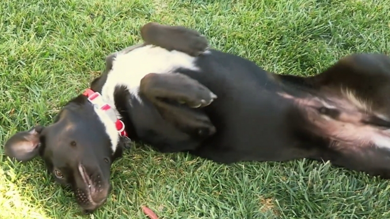 A Black and White Dog Lying on Its Back in The Grass, Enjoying the Feel of Rolling Around