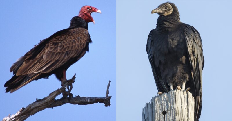 vultures vs buzzards