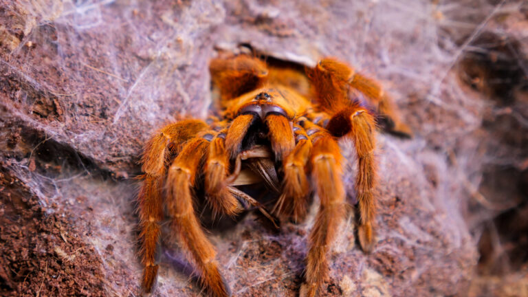 orange baboon tarantula