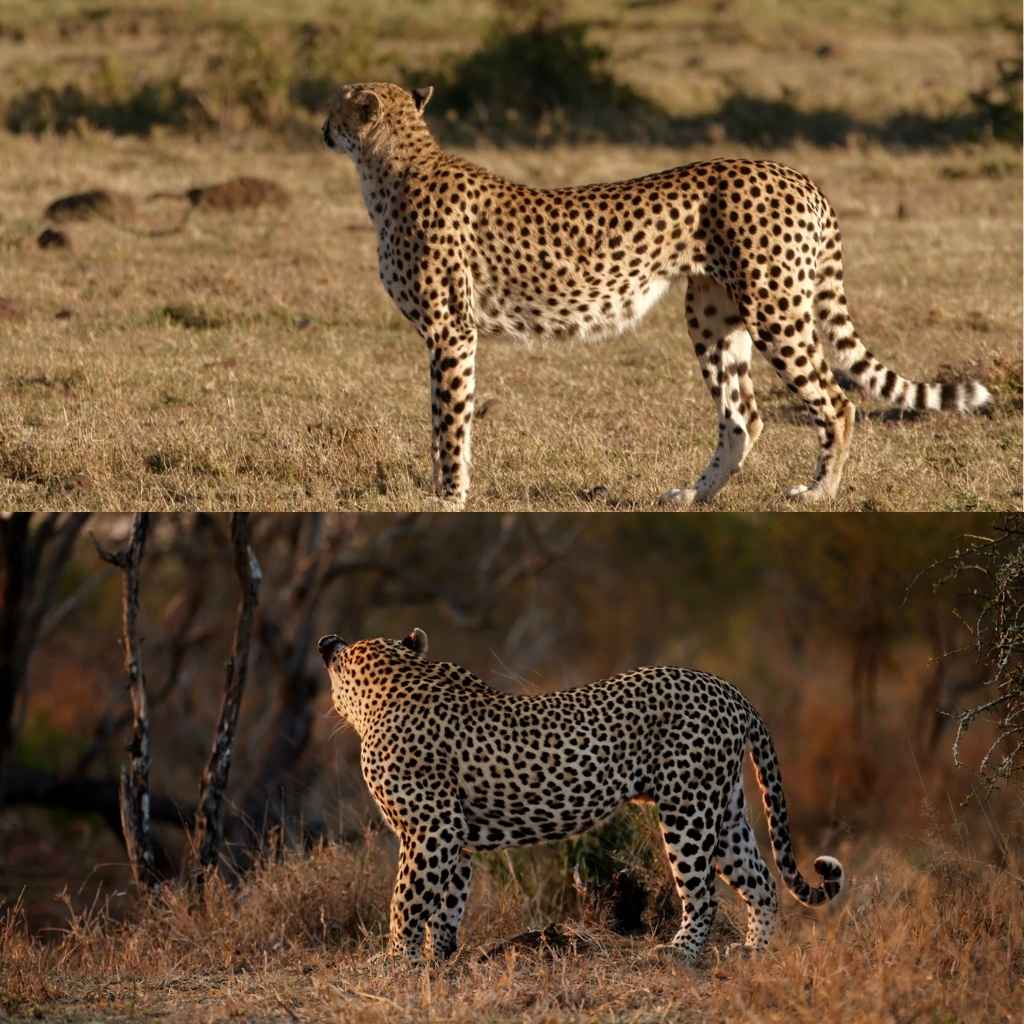 Leopard Vs Cheetah Key Differences Between These Big Cats Afjrd