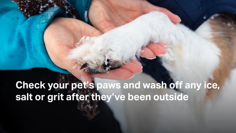 How to Keep Your Dog Safe in Cold Weather - Breed-Specific Tips for ...