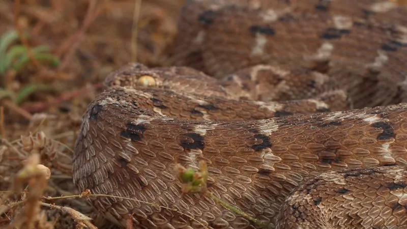 A Coiled Saw-Scaled Viper Blends Into Dry Desert Ground, Known as One of The Most Dangerous Desert Animals