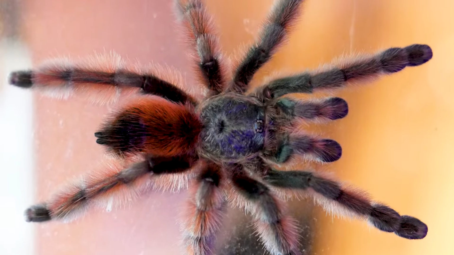 Antilles Pinktoe Tarantula Care Guide – Everything You Need to Know - Afjrd