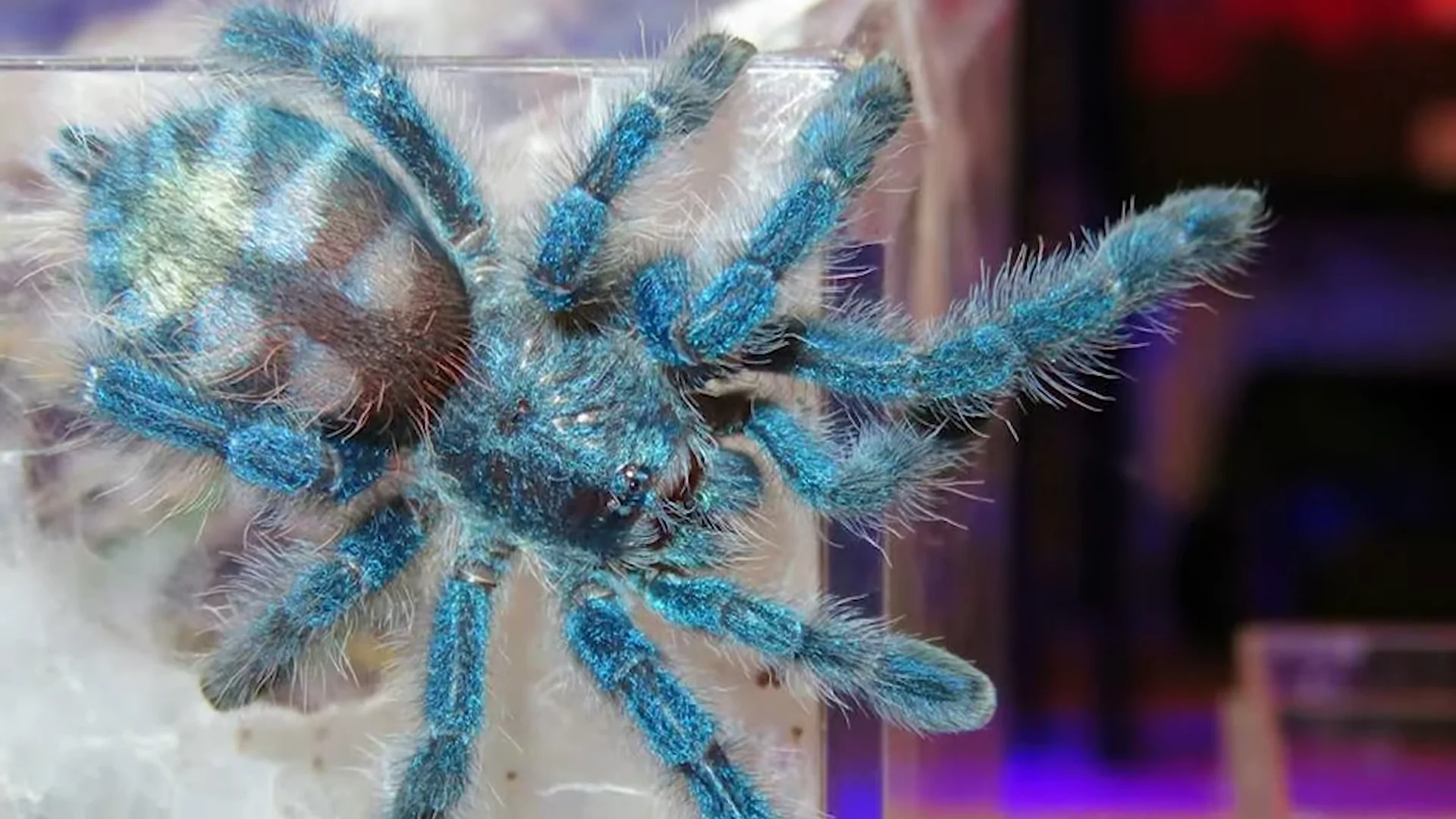 Antilles Pinktoe Tarantula with Bright Blue Hairs Clinging to The Side of Its Enclosure