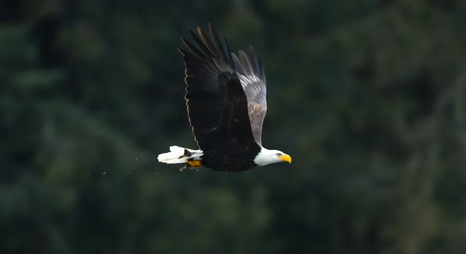 Majestic bald eagle soaring through a dense forest backdrop