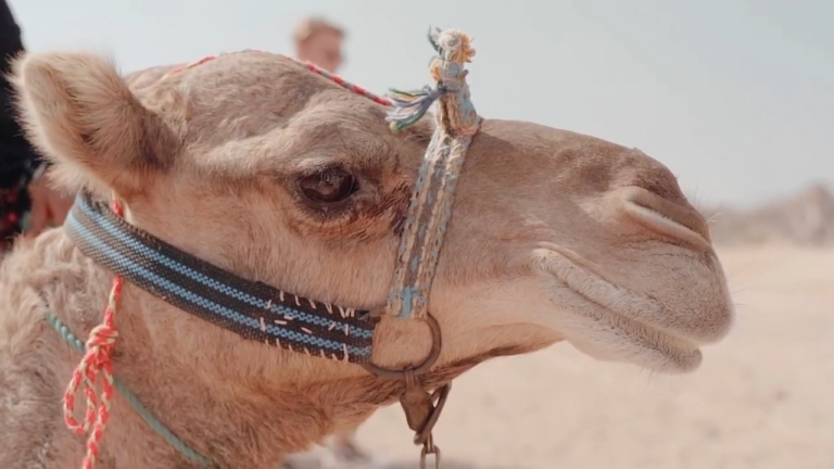 Close up view of camel head. Camels have 3 eyelids