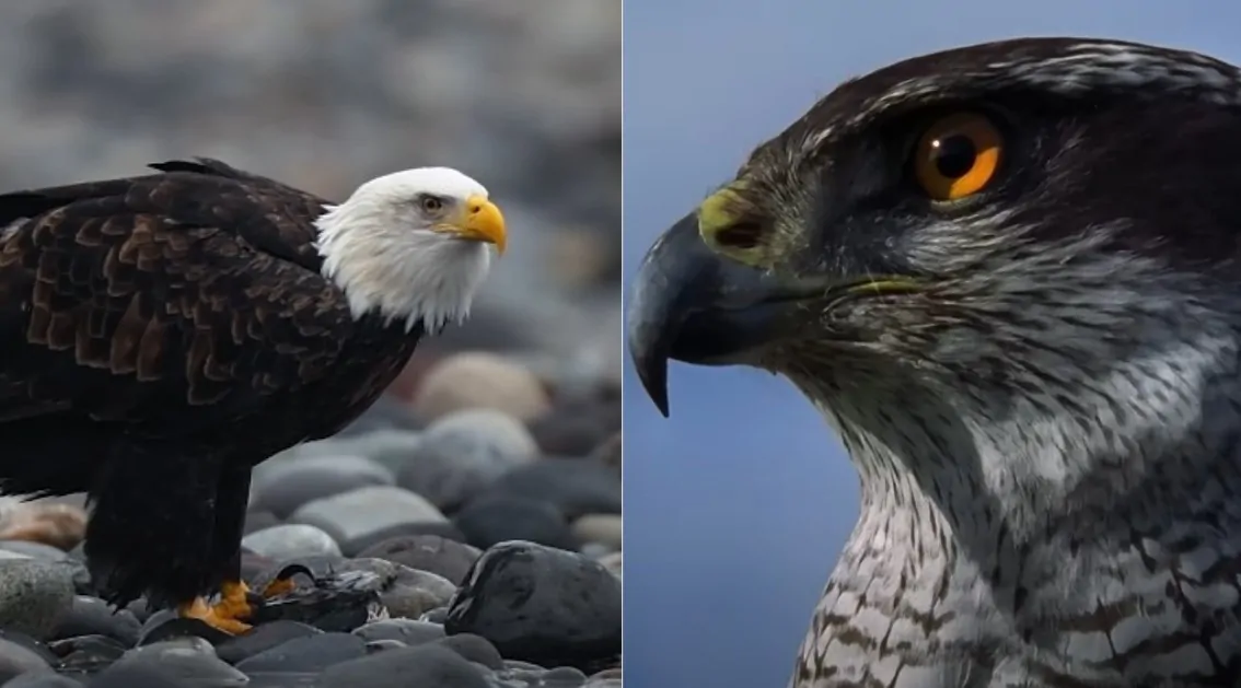 American Bald Eagle and a sharp-eyed Gyrfalcon