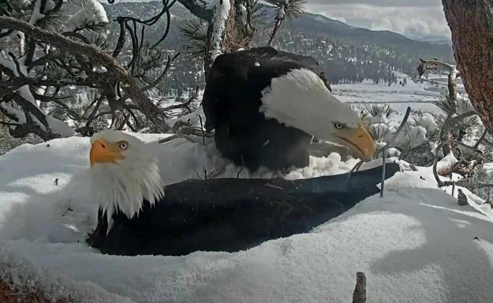 A pair of bald eagles nestled in a snowy perch, a serene winter scene