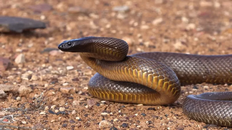 A Coiled Inland Taipan with Dark Head and Olive-Brown Scales Rests Alertly on Reddish Rocky Ground